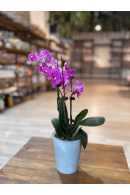 №1 Фаленопсис №1 Фаленопсис