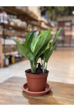 №3 Аглаонема №3 Аглаонема