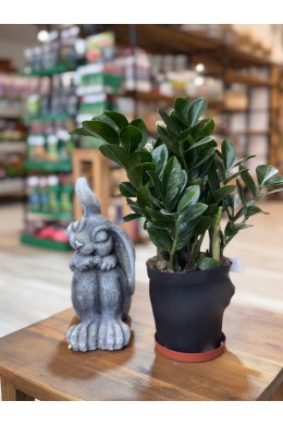 №5 Замиокулкас №5 Замиокулкас