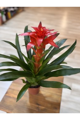 №6 Гузмания №6 Гузмания