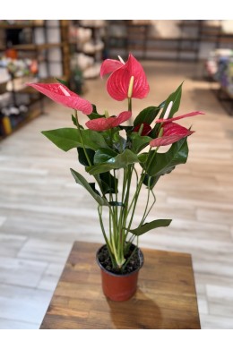 №6 Антуриум №6 Антуриум