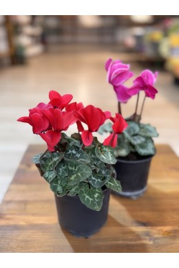 №7 Цикламен №7 Цикламен