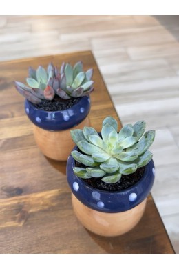 №8 Суккулент №8 Суккулент