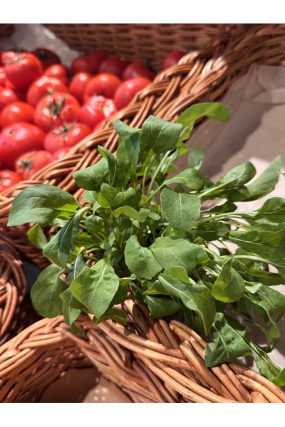 Рукола в Томске