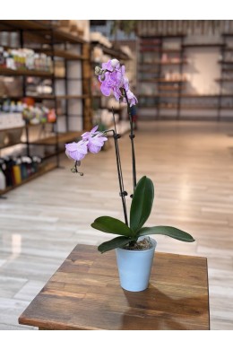 №2 Фаленопсис №2 Фаленопсис