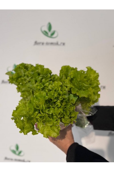 Кресс-салат в Томске