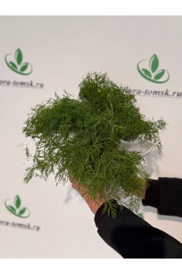 Укроп Укроп