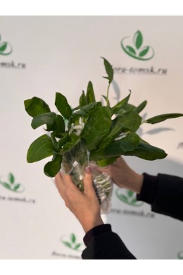 Шпинат Шпинат