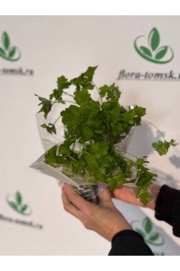 Петрушка Петрушка