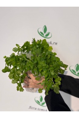 Кинза Кинза