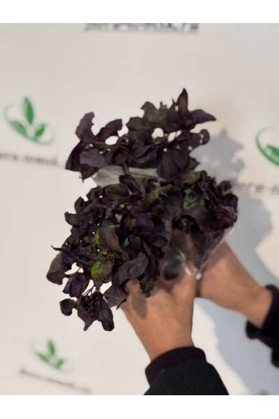 Базилик в Томске