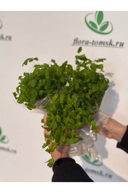 Сельдерей Сельдерей