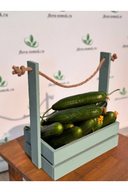 Огурец гладкий Огурец гладкий