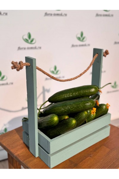 Огурец гладкий в Томске