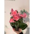№7 Цикламен в Томске