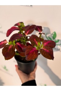 Колеус Колеус