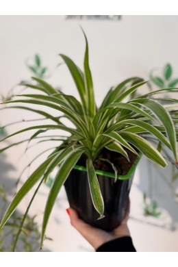 Хлорофитум Хлорофитум