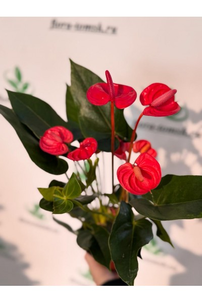 Антуриум андрианум красный в Томске Антуриум андрианум красный в Томске