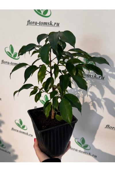 Фикус в Томске