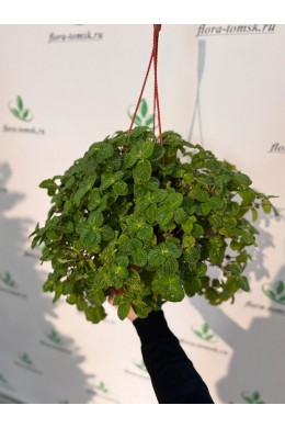 Пилея монетолистная Пилея монетолистная