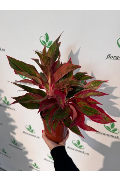 Аглаонема красная в Томске