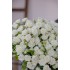 №13 Букет из кустовых роз Josephine в Томске