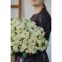 Роза кустовая Josephine в Томске