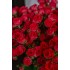 Роза кустовая Cherry Kheops в Томске
