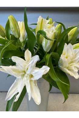 Лилия белая Лилия белая
