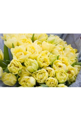 Тюльпан пионовидный лимонный 