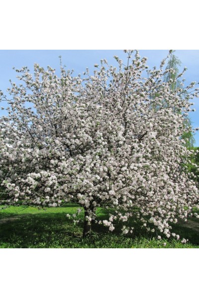 Яблоня сибирская (30-50 см) в Томске