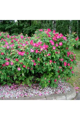 Роза морщинистая (20-40 см)