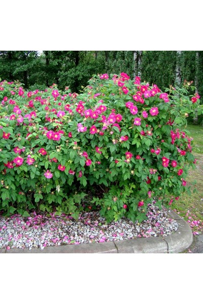 Роза морщинистая (30-50 см) в Томске